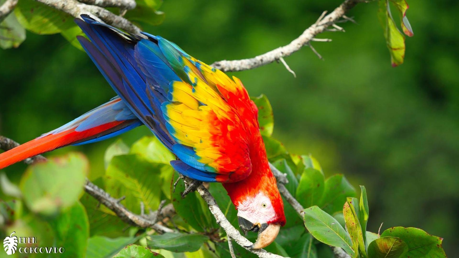 San PedrilloEden Corcovado别墅 外观 照片